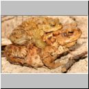 Bufo bufo - Erdkroete 12b Niedringhaussee.jpg